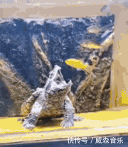 t01ca39fa38fc08a699.gif